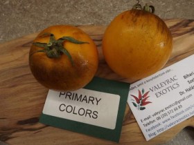 Primary Colors paradicsom - Paradicsom különlegességek az Egzotikus Növények Stúdiója kínálatából